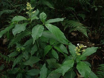 Palicourea argentinensis, photographed by Nolan Exe