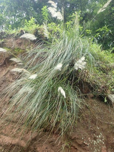 Cortaderia hieronymi, photographed by Nolan Exe