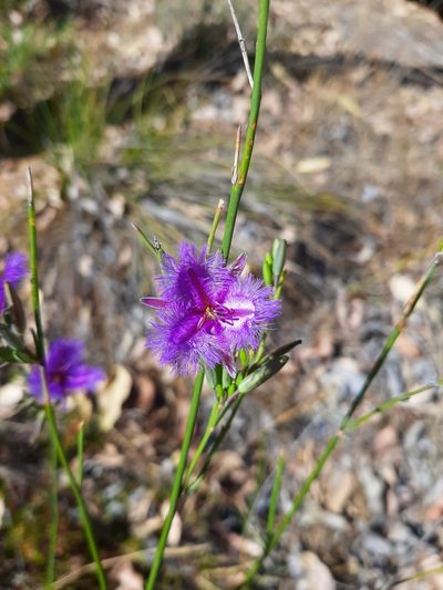 Thysanotus sparteus, photographed by T. Hammer
