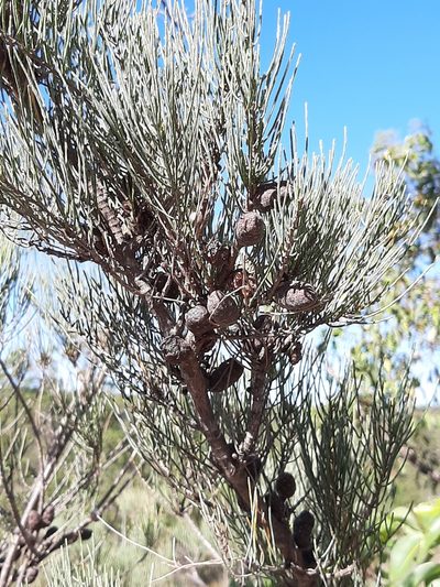 Allocasuarina humilis, photographed by T. Hammer