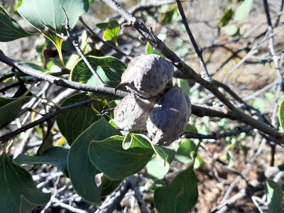 Hakea petiolaris, photographed by T. Hammer