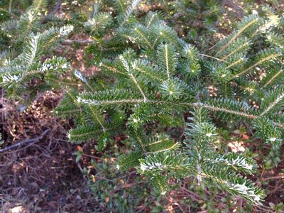 Abies koreana, photographed by Kim, Hyun-tae
