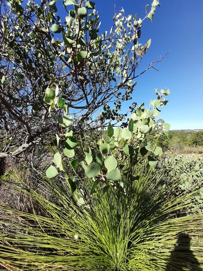 Hakea petiolaris, photographed by T. Hammer