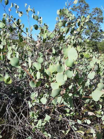 Hakea petiolaris, photographed by T. Hammer