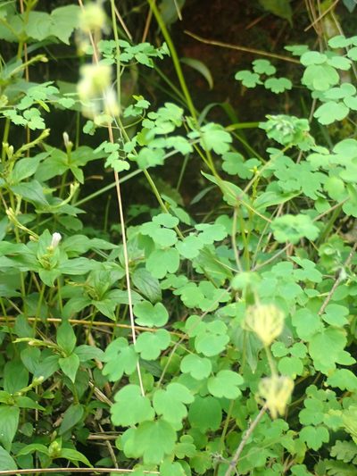 Thalictrum venturii, photographed by Nolan Exe