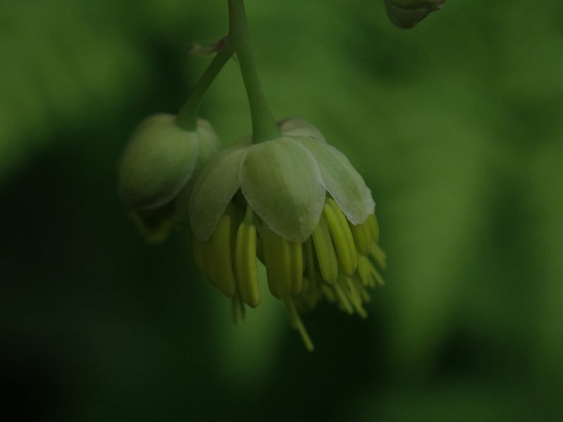 Thalictrum venturii, photographed by Nolan Exe