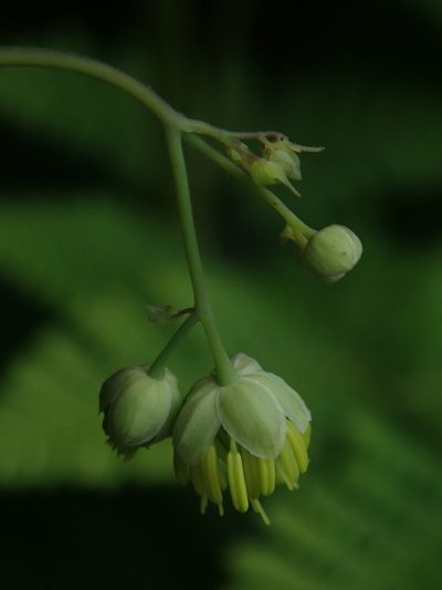 Thalictrum venturii, photographed by Nolan Exe