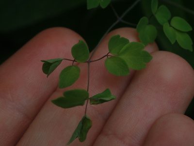 Thalictrum venturii, photographed by Nolan Exe