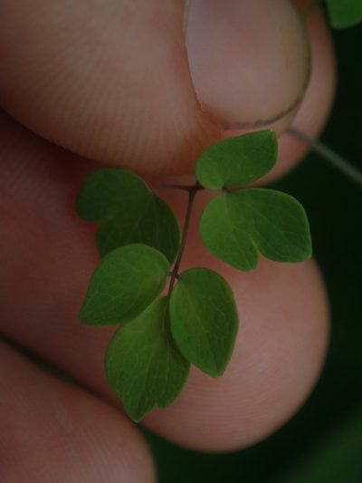 Thalictrum venturii, photographed by Nolan Exe
