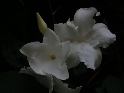 Mandevilla laxa, photographed by Nolan Exe