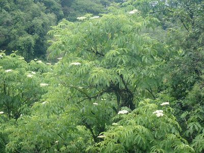 Sambucus peruviana, photographed by Nolan Exe