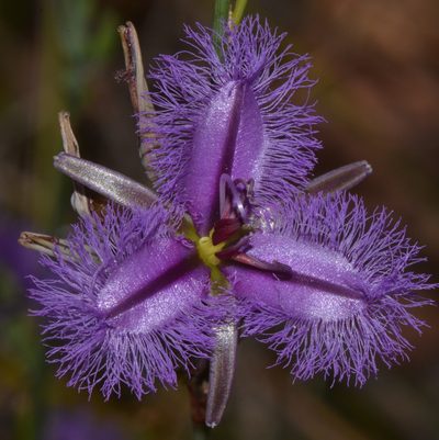 Thysanotus sparteus, photographed by T. Hammer
