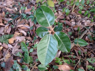 Elaeagnus macrophylla, photographed by Kim, Hyun-tae