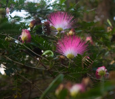 Calliandra surinamensis, photographed by portioid