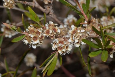 Taxandria linearifolia, photographed by T. Hammer