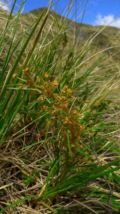 Aciphylla anomala, photographed by Sarah Richardson