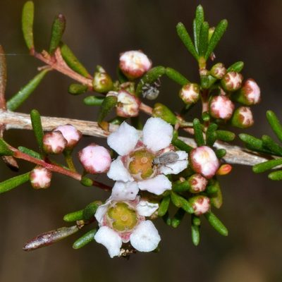 Astartea scoparia, photographed by T. Hammer