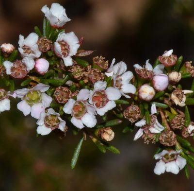 Astartea scoparia, photographed by T. Hammer