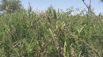 Vachellia hebeclada, photographed by marius