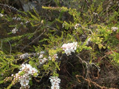 Leptospermum liversidgei, photographed by Thomas Mesaglio