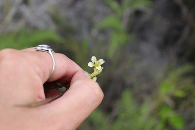 Heliophila elongata, photographed by Corne Brink