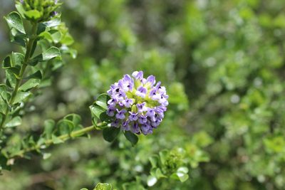Psoralea acuminata, photographed by Corne Brink