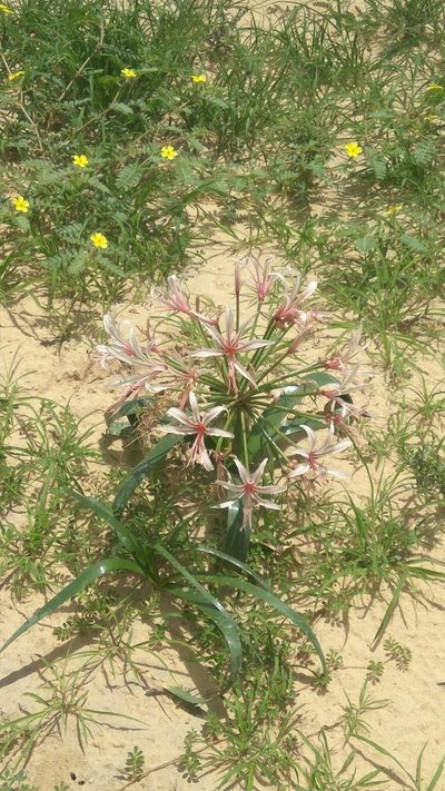 Nerine laticoma, photographed by marius