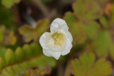 Geranium crassipes, photographed by Christopher Stephens