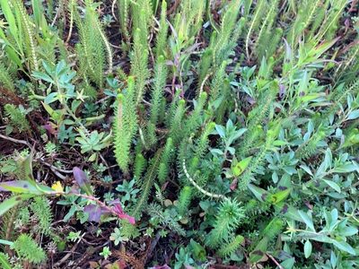 Myriophyllum crispatum, photographed by Dylan Wishart