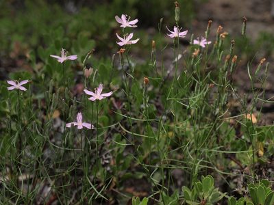 Stephanomeria tenuifolia, photographed by Jim Morefield