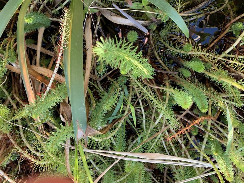 Myriophyllum crispatum, photographed by Dylan Wishart