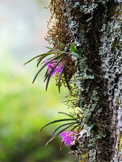 Holcoglossum pumilum, photographed by 葉子