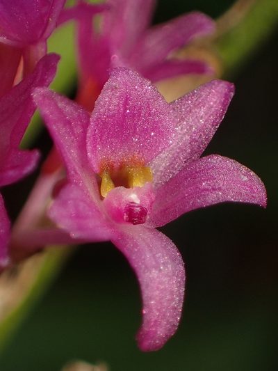 Holcoglossum pumilum, photographed by 葉子