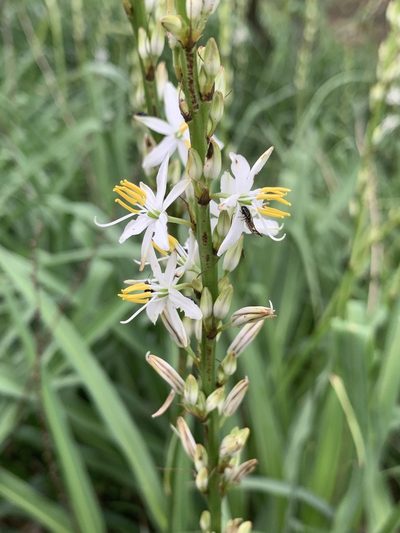 Chlorophytum bowkeri, photographed by Matthew Fainman