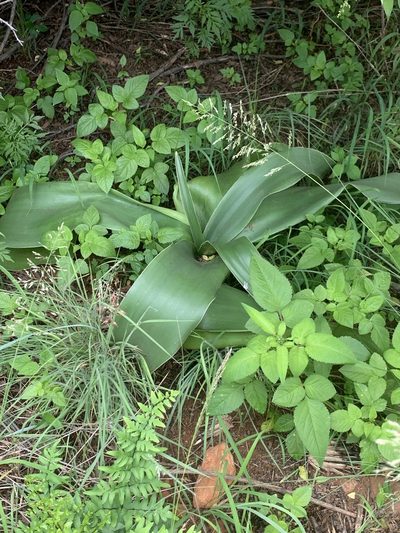 Crinum graminicola, photographed by Matthew Fainman