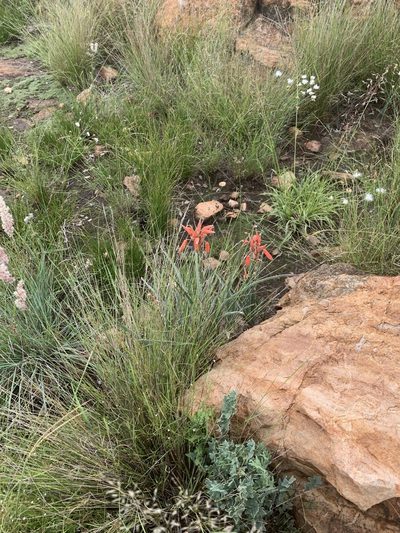 Aloe verecunda, photographed by Matthew Fainman