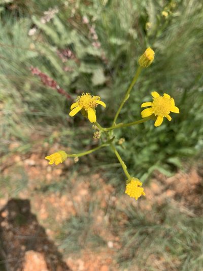 Senecio inornatus, photographed by Matthew Fainman