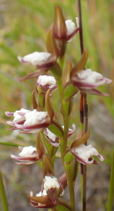 Prasophyllum brevilabre, photographed by corunastylis
