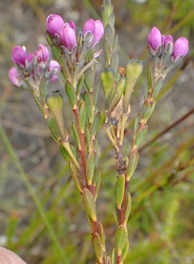 Comesperma retusum, photographed by corunastylis