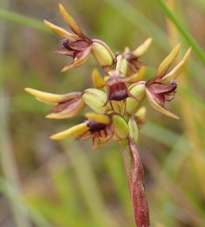 Genoplesium archeri, photographed by corunastylis