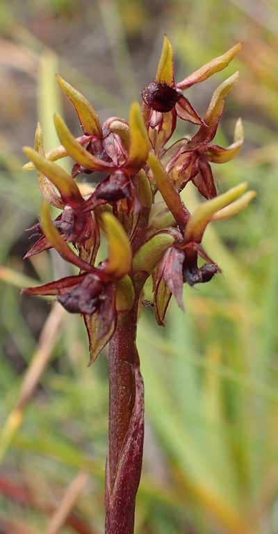 Genoplesium archeri, photographed by corunastylis