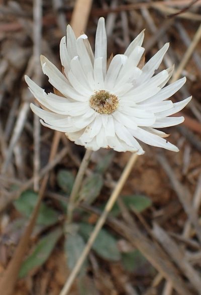Argentipallium dealbatum, photographed by corunastylis