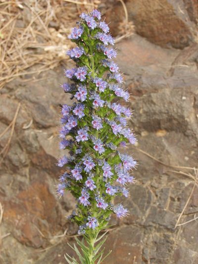 Echium webbii, photographed by Ina Siebert