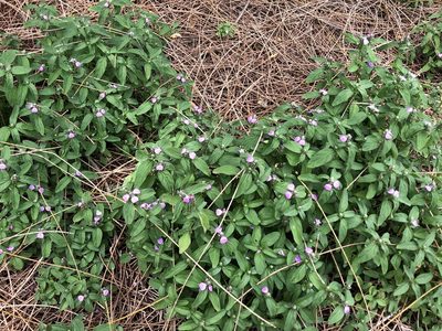 Rostellularia obtusa, photographed by Greg Tasney