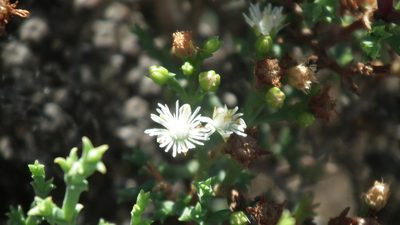 Ruschia tenella, photographed by Shaun Swanepoel