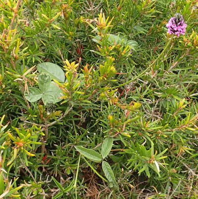 Cullen microcephalum, photographed by corunastylis