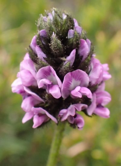 Cullen microcephalum, photographed by corunastylis