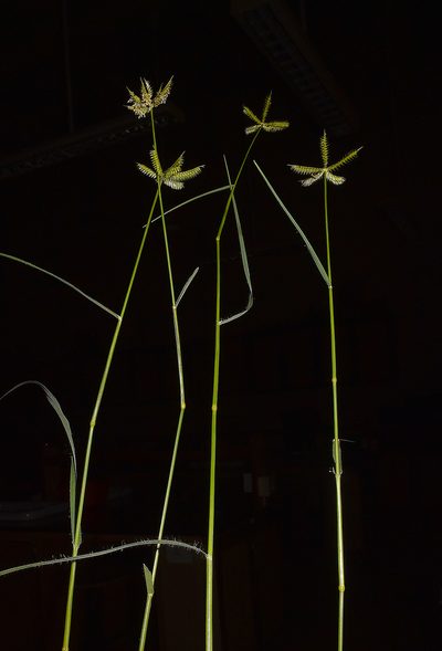Dactyloctenium scindicum, photographed by S.MORE