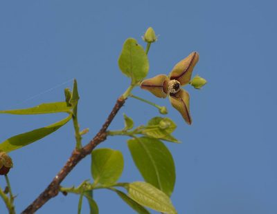 Miliusa tomentosa, photographed by S.MORE