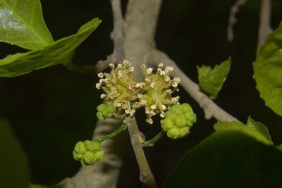 Streblus asper, photographed by S.MORE